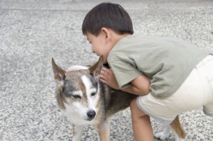 ペットの犬と遊ぶ男の子